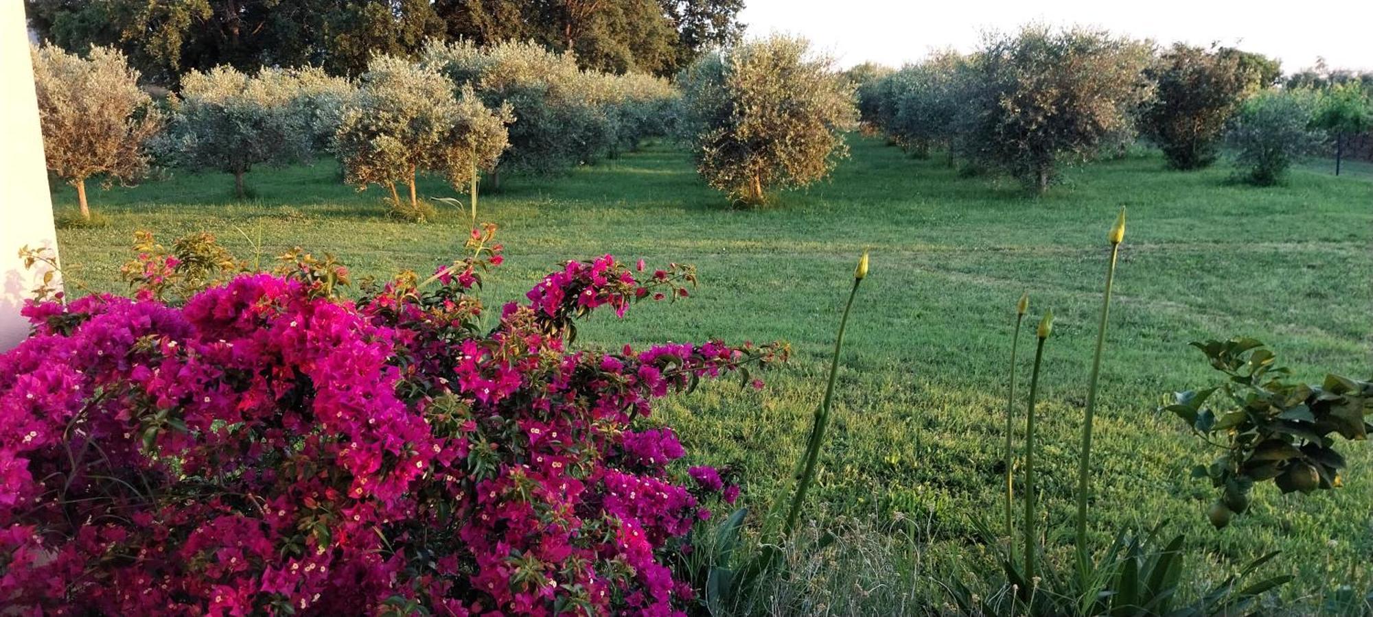 Vila Dubravka - Schoen Und Komfortabel Inmitten Von Olivenbaeumen Und Weinbergen Mit Whirlpool Valtura Eksteriør billede