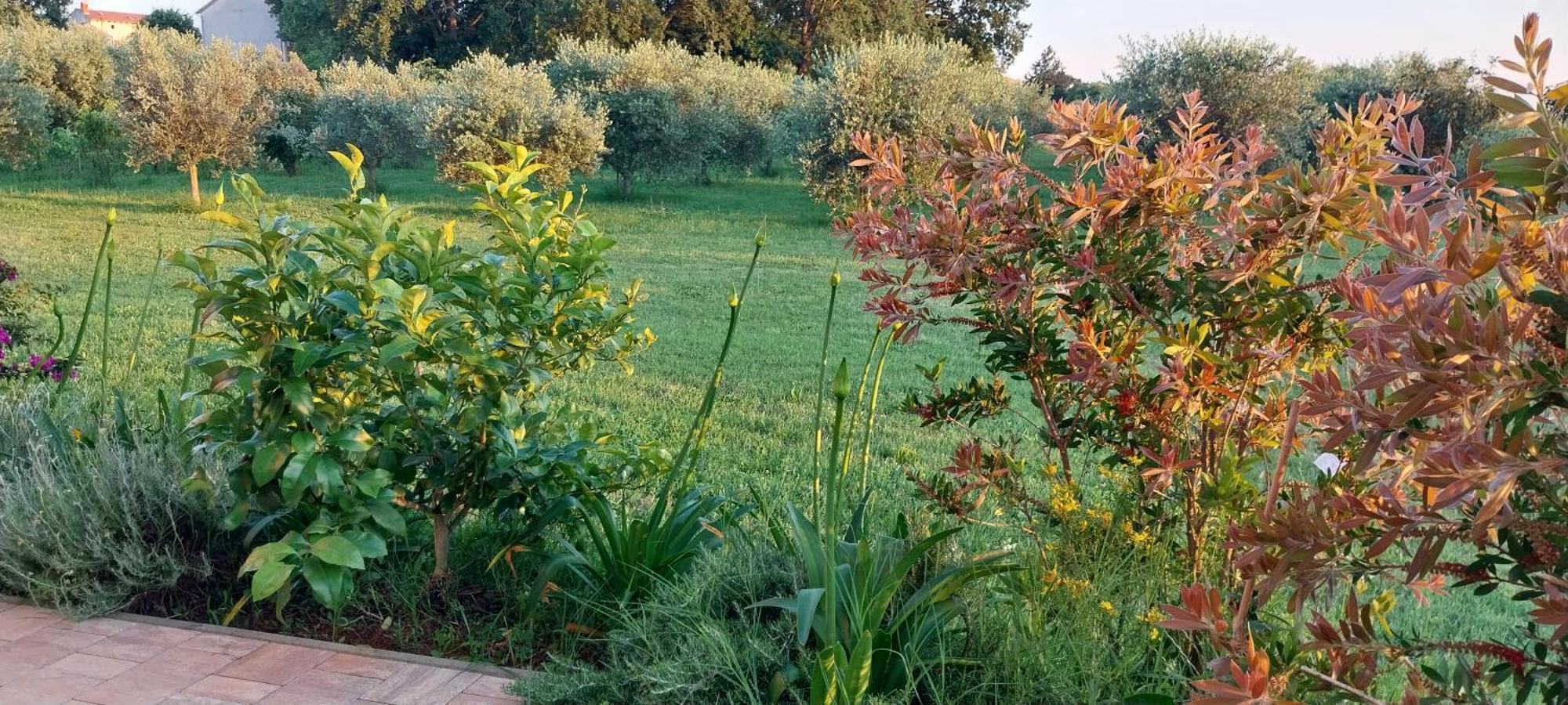 Vila Dubravka - Schoen Und Komfortabel Inmitten Von Olivenbaeumen Und Weinbergen Mit Whirlpool Valtura Eksteriør billede