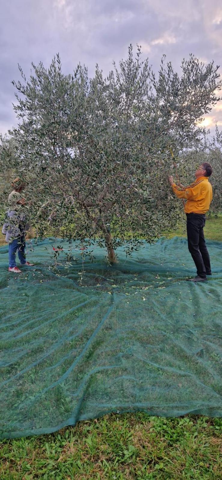 Vila Dubravka - Schoen Und Komfortabel Inmitten Von Olivenbaeumen Und Weinbergen Mit Whirlpool Valtura Eksteriør billede